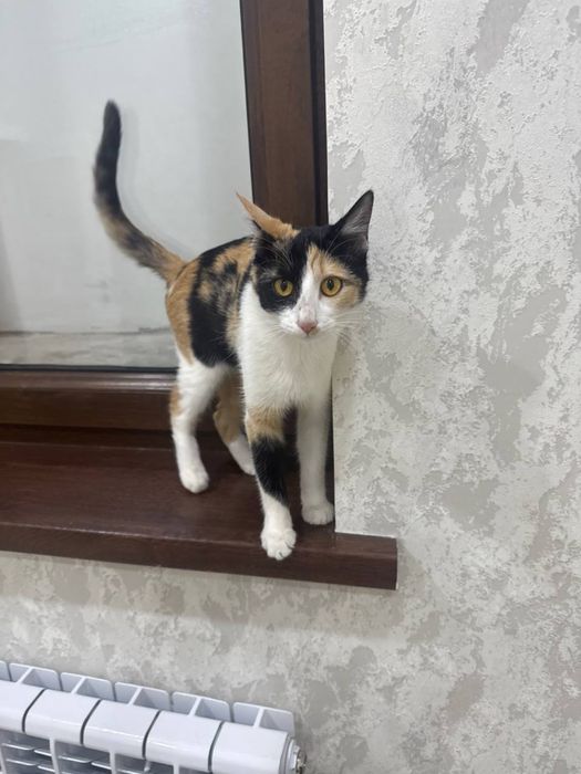 Отдам в добрые руки эту красавицу