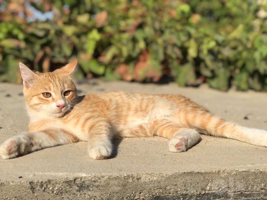 Настоящий КОТ, пока только маленький)