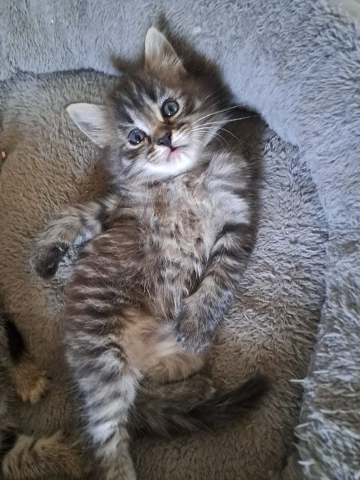 Отдам котят в ДОБРЫЕ руки!!!