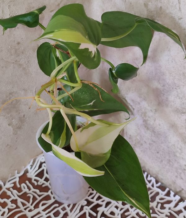 Филодендрон Медиопикта Триколор