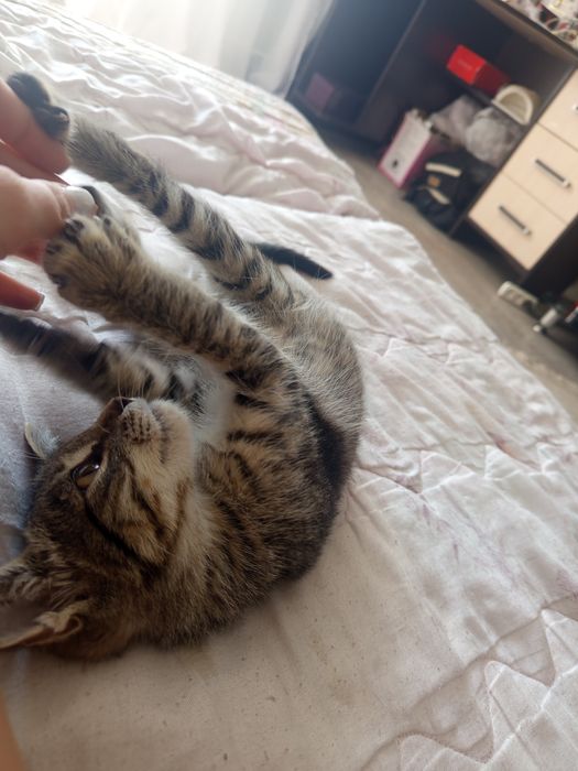 Отдам в добрые руки котенка мальчика!