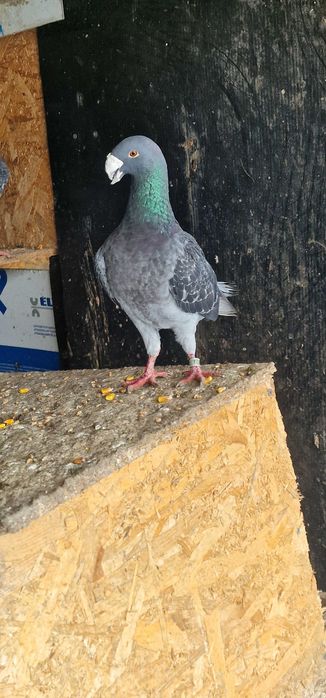 Vând voiajori germani