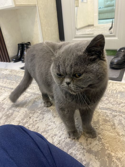 Scottish strayt toza zotli