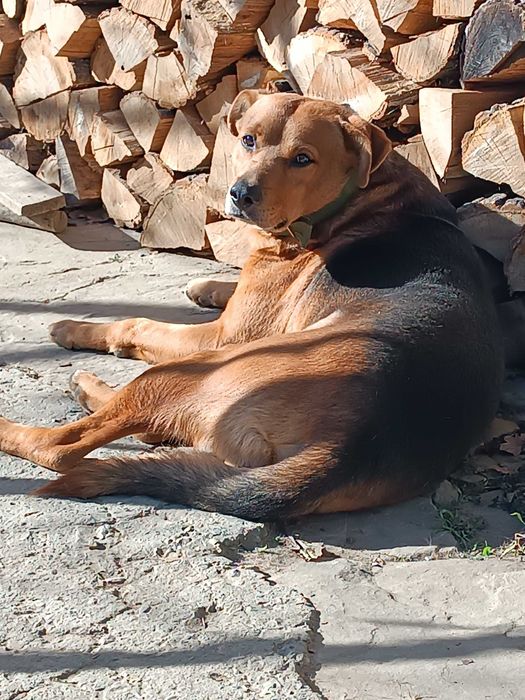 Подарявам малко мъжко кученце