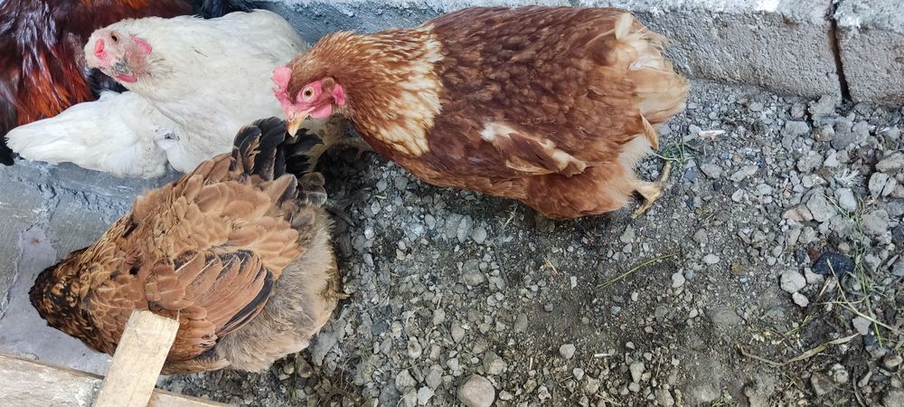 Продам домашних курей, по 5 тысяч
