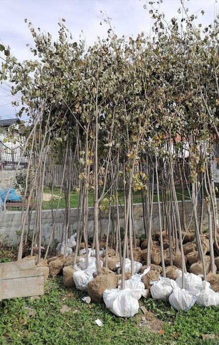 Vând mesteacăn 3-5m