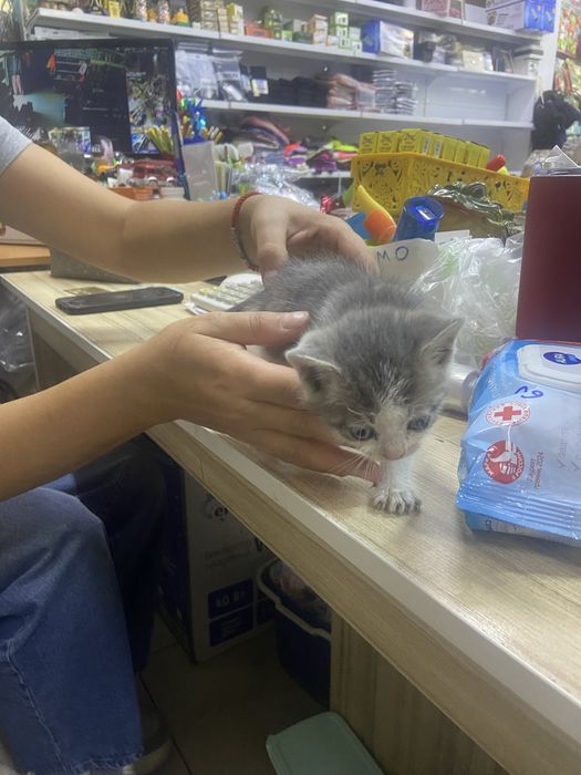 Котенок мальчик маленькии