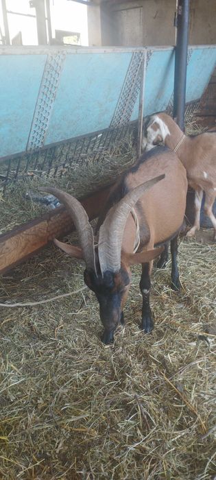 Vand  tap rasa Alpina Franceza