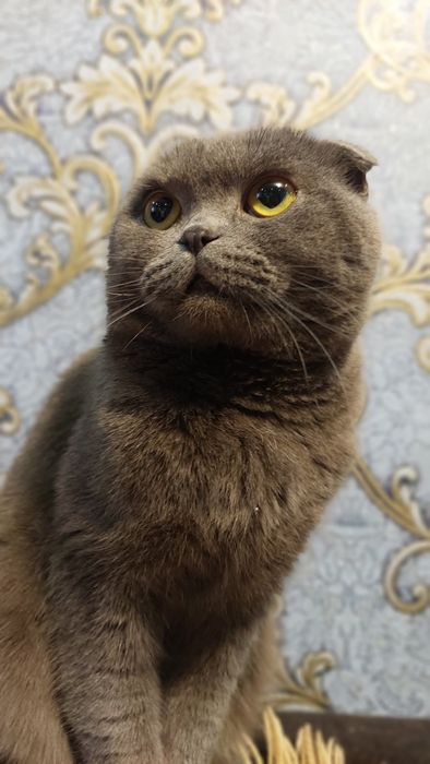 Вязка кот 2 года