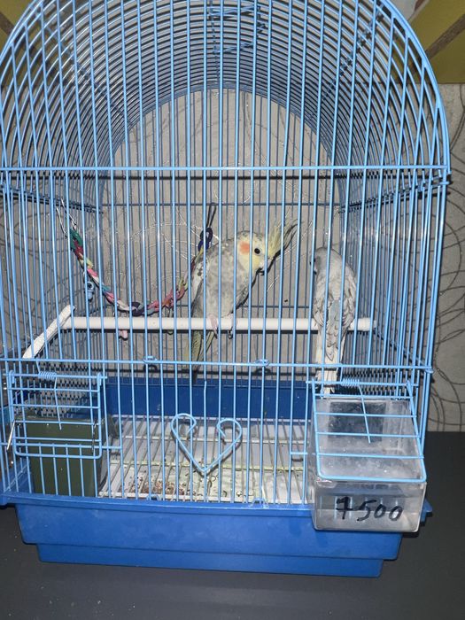 Продам попугаев срочно