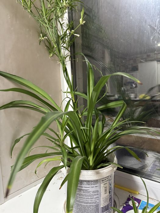 Цветы в горшках разные