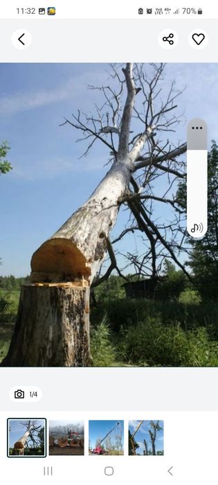Покос травы спелит деревьев