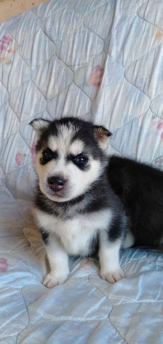 Продам щенков сибирский хаски