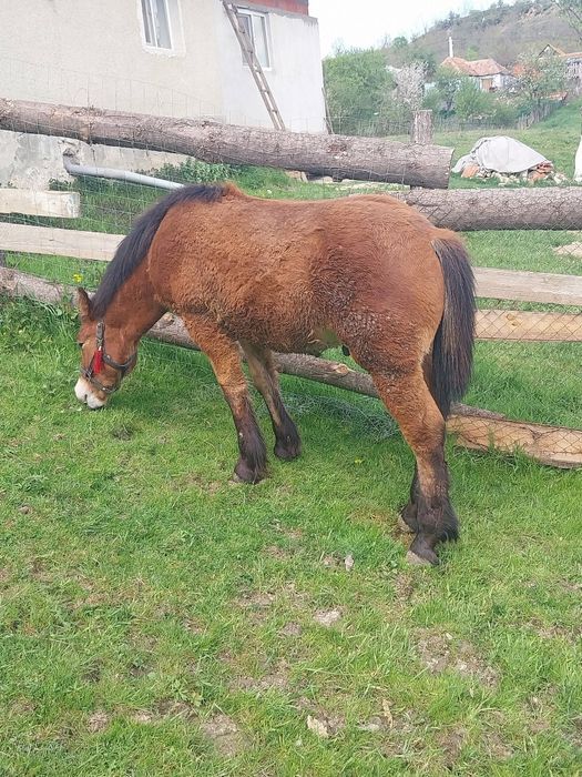 Vând mânz de 7 luni