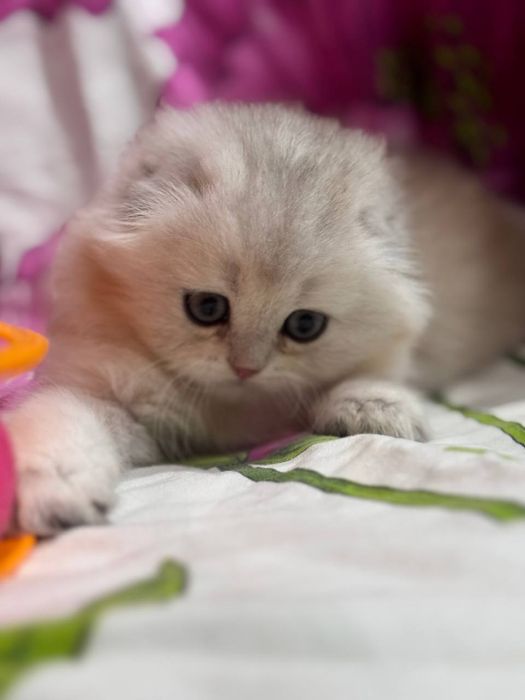 Продаётся котёнок скоттиш фолд!