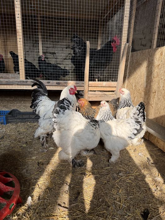 Brama tovuq tuxumlari