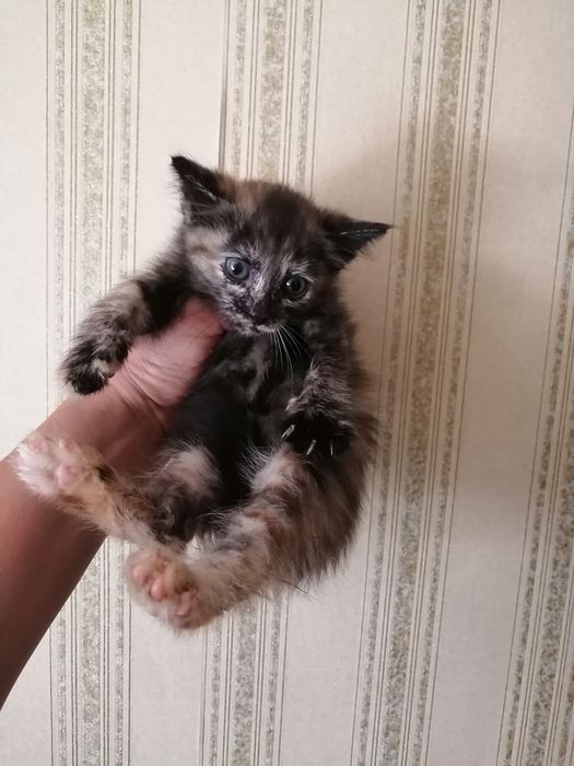 Отдаю красивых  котят