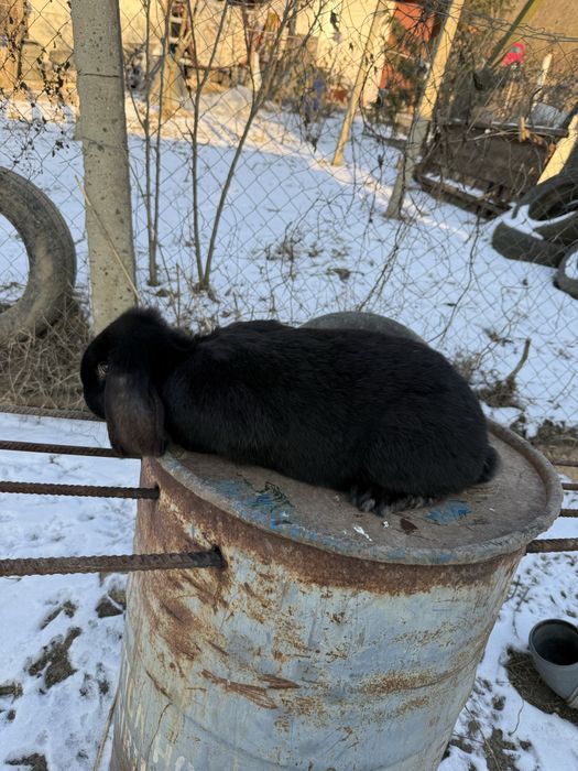 Vand masculi berbec german si comun