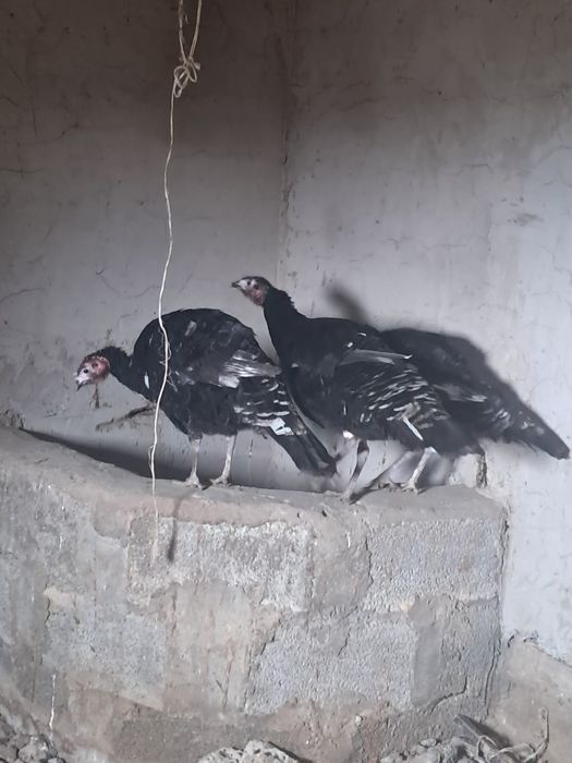 Түйетауық(үндік)