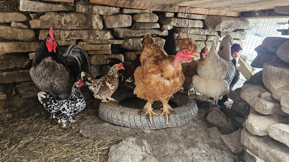 Ouă incubat găini pitice