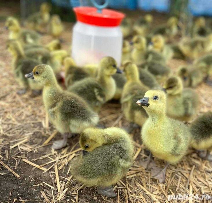 Vând boboci gaste Toulouse