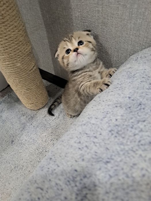 Животные кошки .