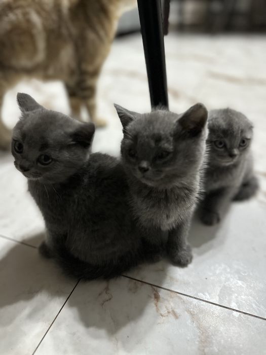 Продам породистых котят