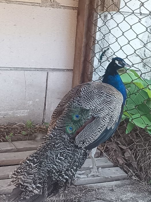 Vând sau schimb paun standard