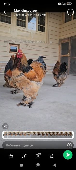 Tuxumi bor Brama Paliviy-pux TUXUMlari