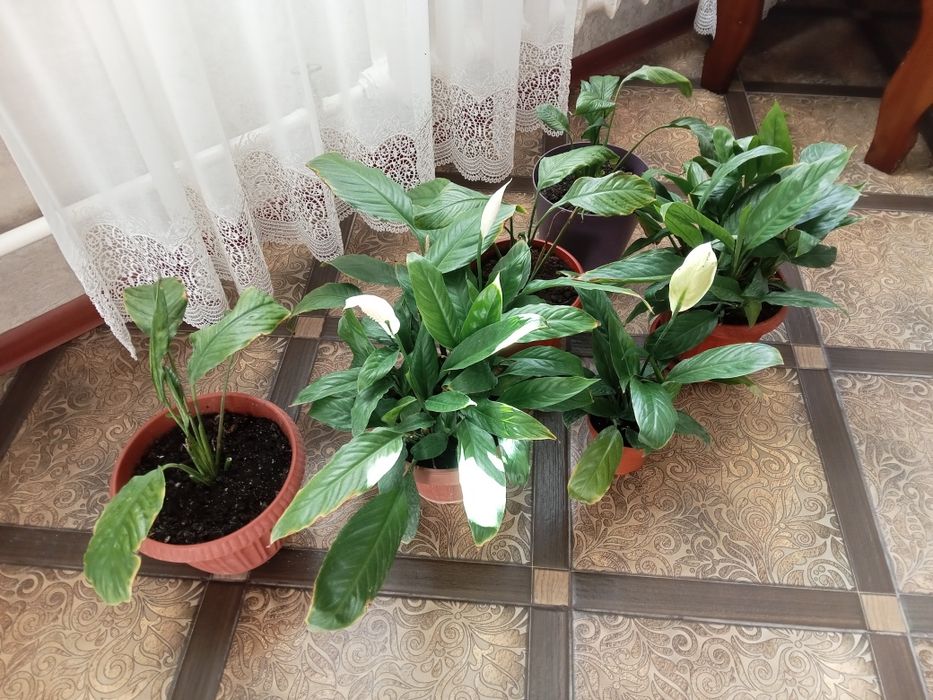 Комнатные растения