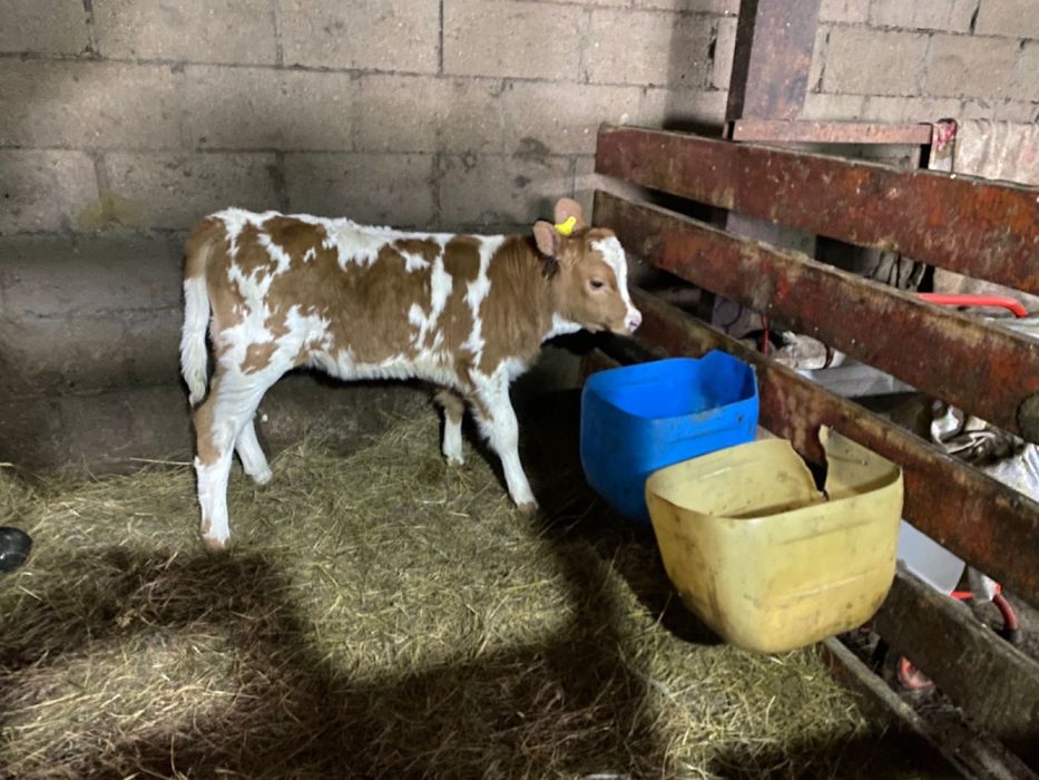 Теленок ( телочка ) 1 месяц