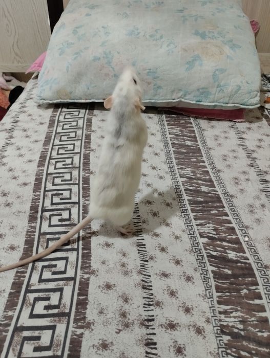 Крыса декоративная