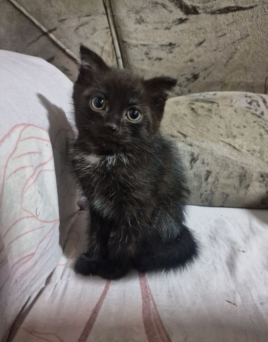 Отдам котёнка в добрые руки