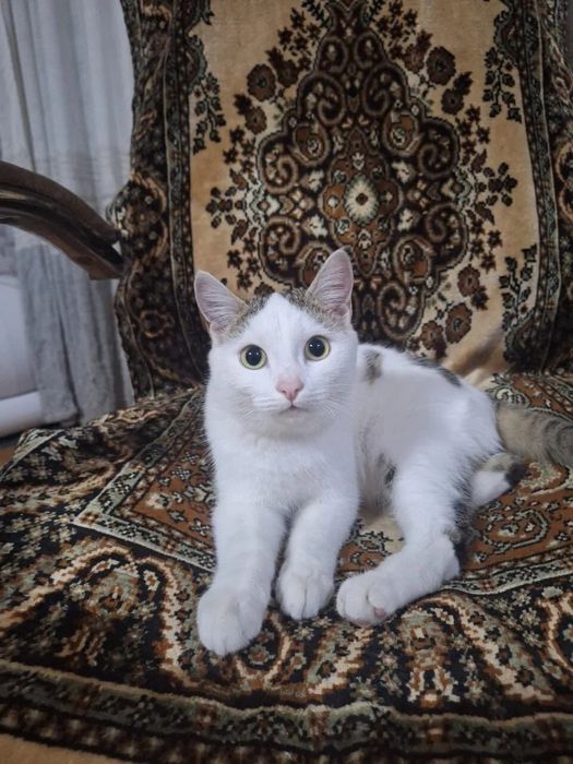 Отдам кастрированного котика