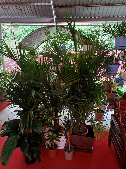 Цветы комнатные растения