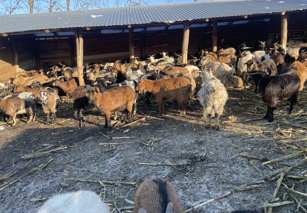 Capre fătate și gestante 450 de lei bucata