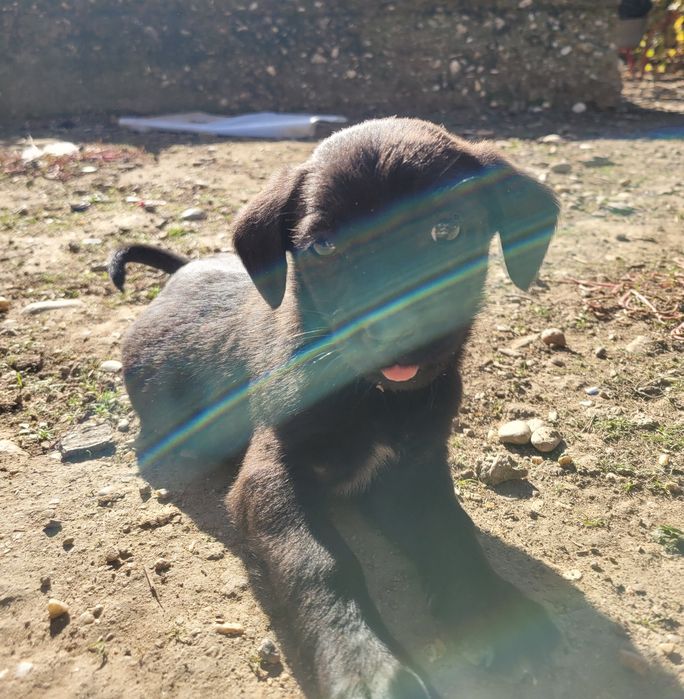 donez cățeluși în vârstă de 3 luni