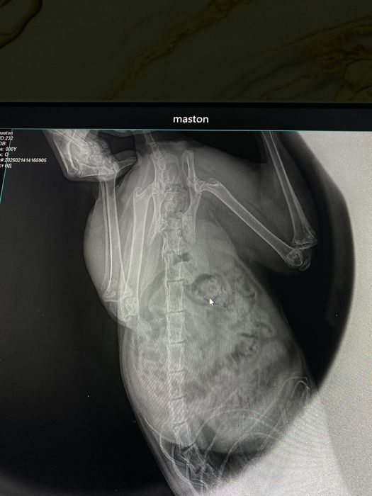 Veterinariya xizmati – It va mushuklar uchun tezkor yordam!