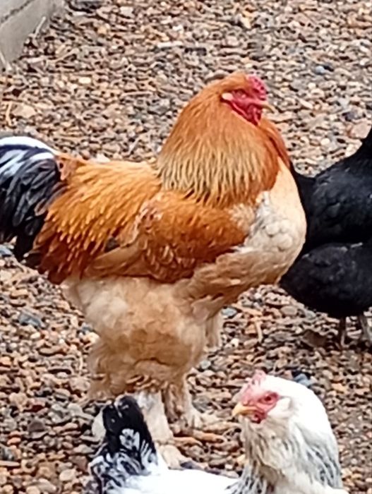 Brama tovuq va xuroz