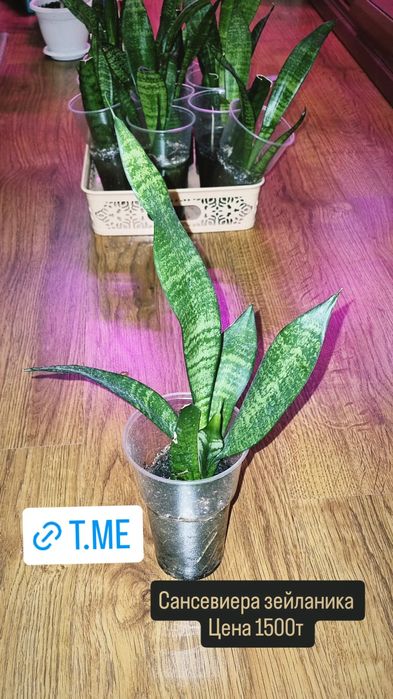 Цветы от 200 до 2500