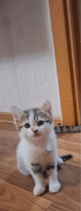 Котенок Бесплатно