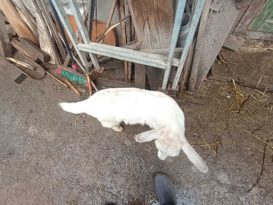 Vând capre cu iezi Sannen