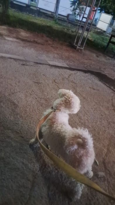 Вязка кобеля Бишон фризе