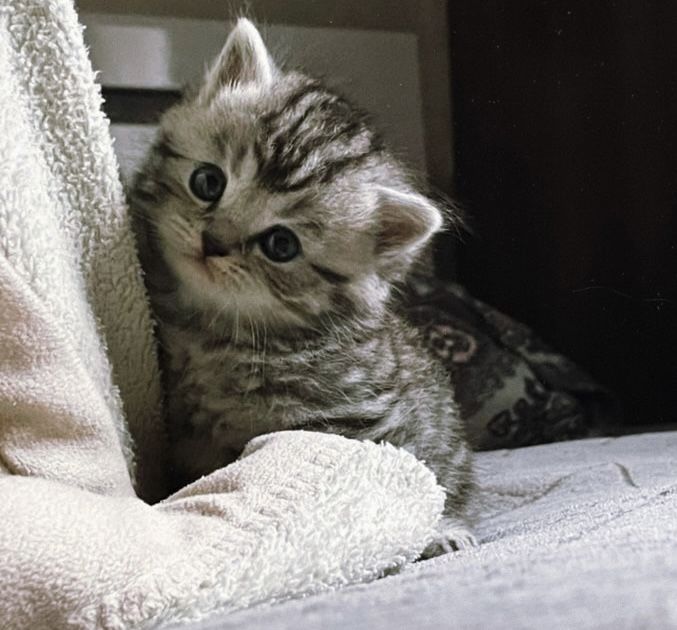 Котята Шиншилята