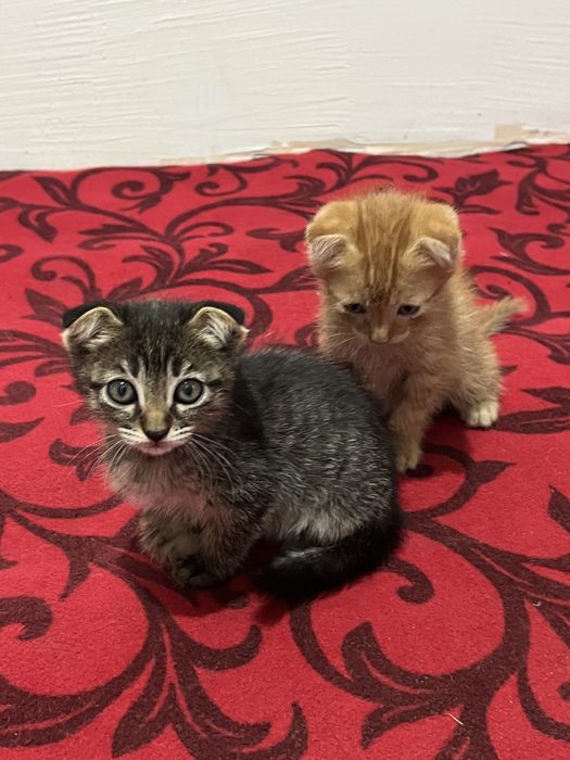 Scottish fold va strait 2 oylik hamma ovqat yeydi