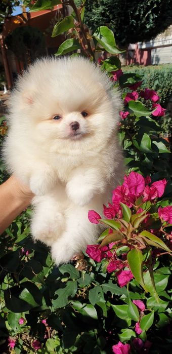 Померан мини померан