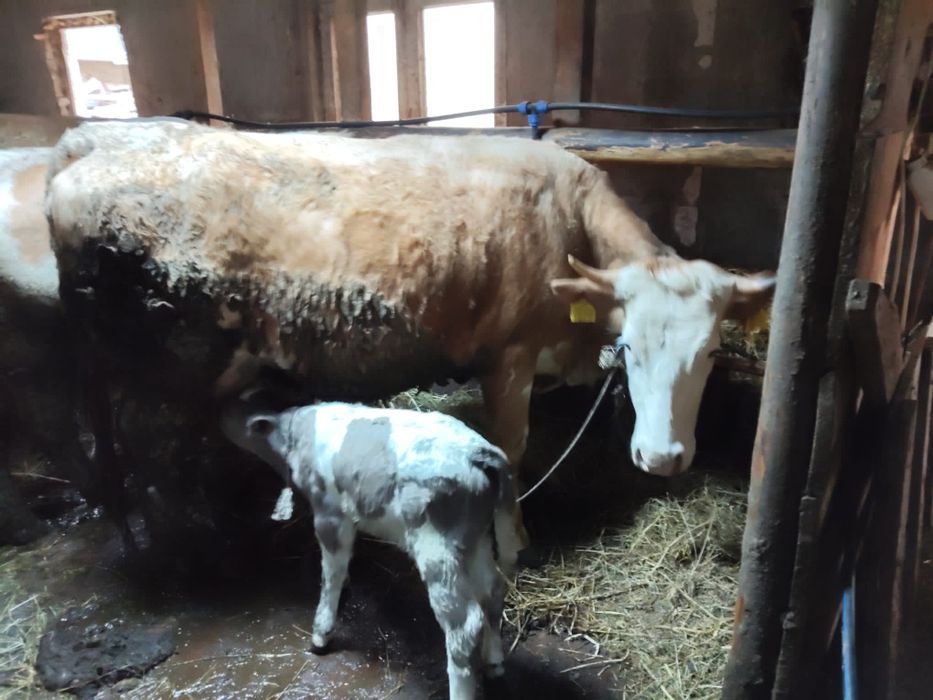 Vind animale taur și junincă