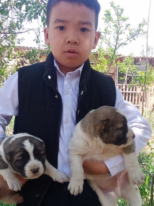 Алабай күшіктер сатылады