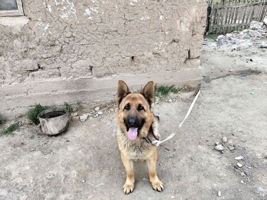 Овчарка немецкий родословный