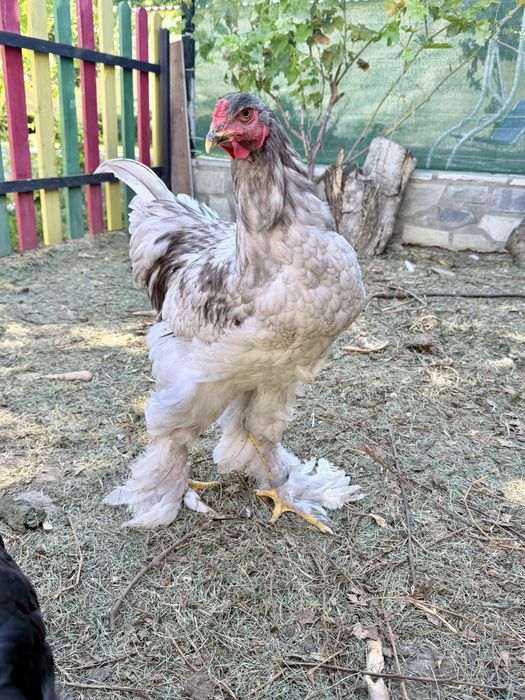 Pereche 1+1 brahma albastru
